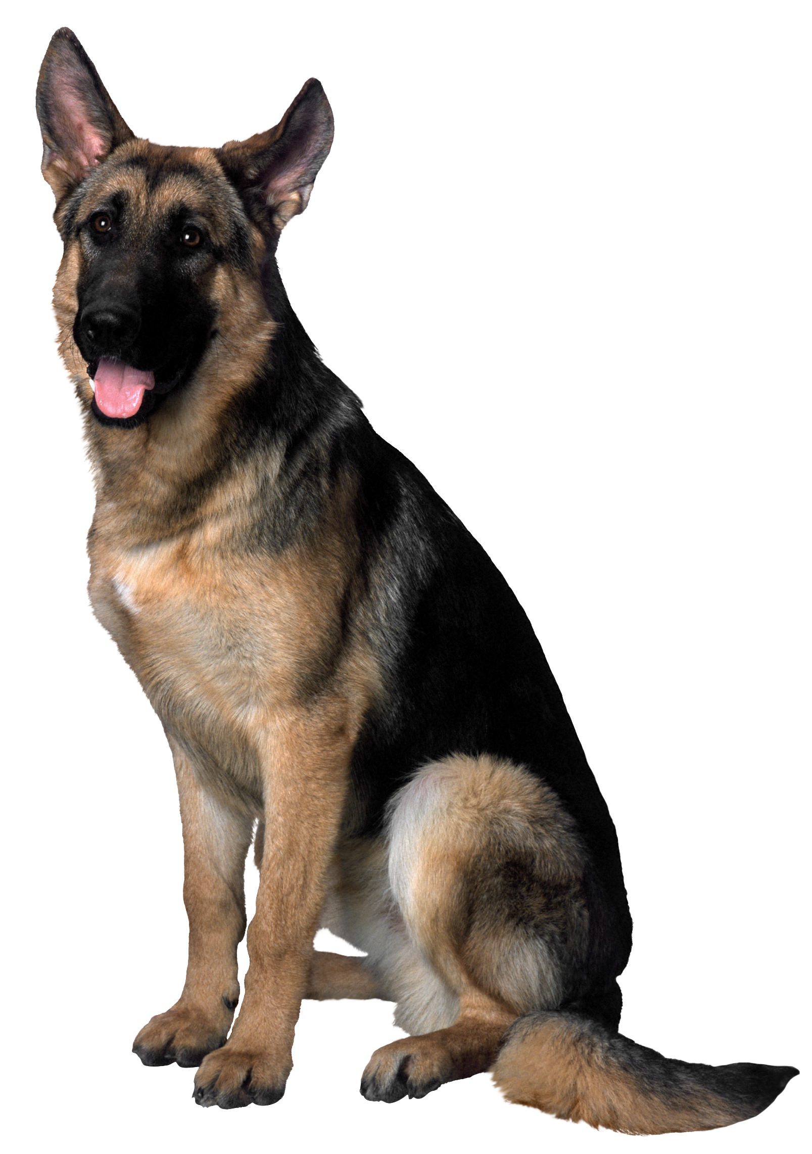dog-icon